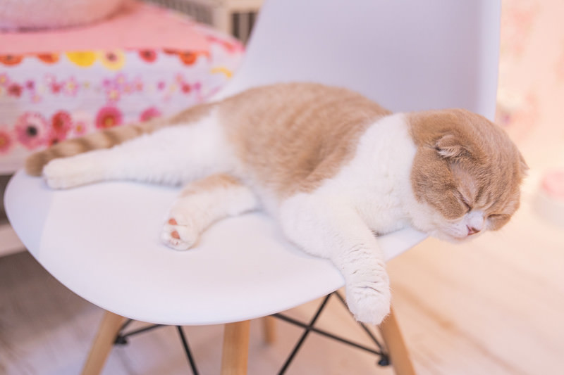 眠るスコティッシュフォールド